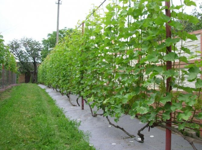 Подставка для винограда